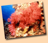 underwater coral
